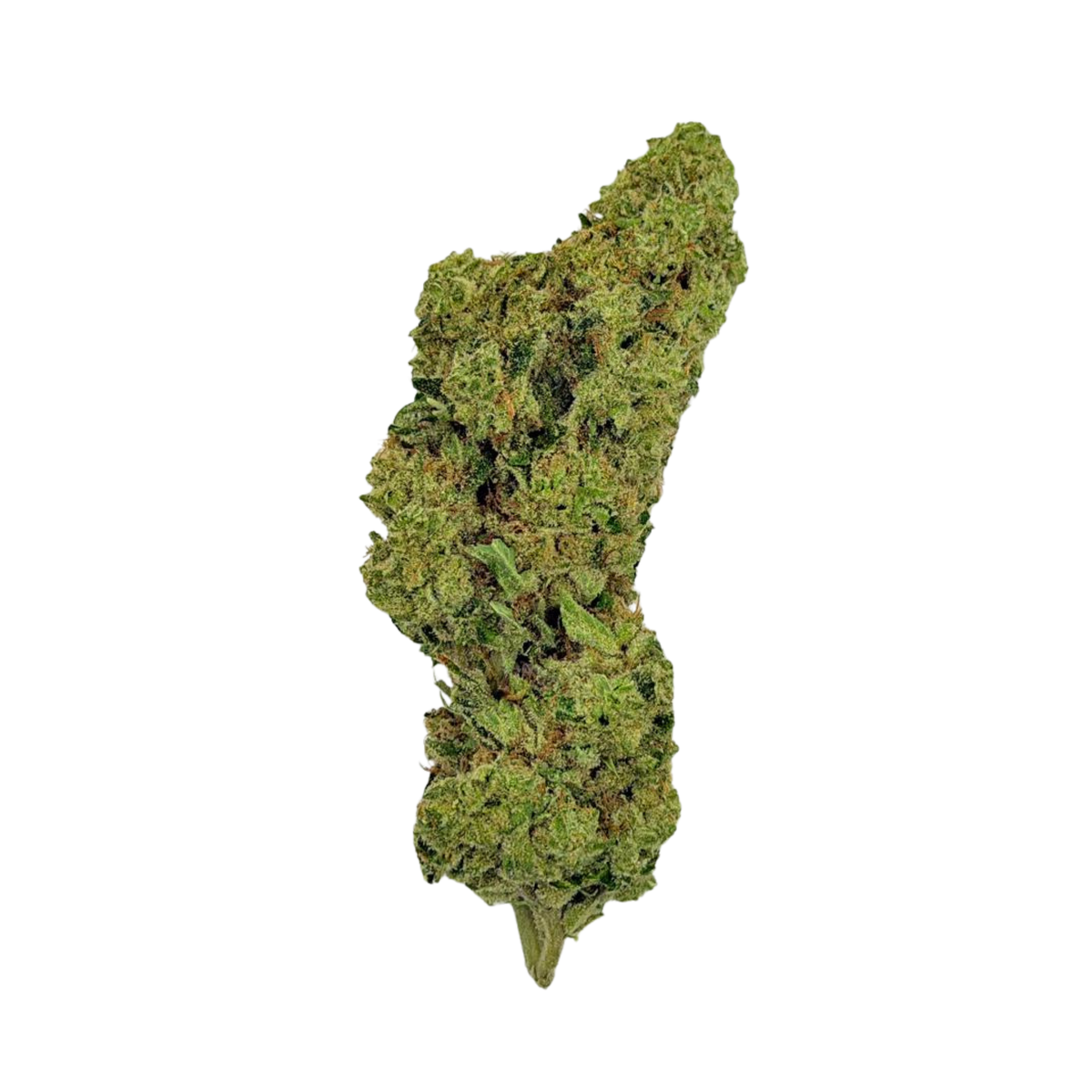 Glitter Bomb (Hybrid)