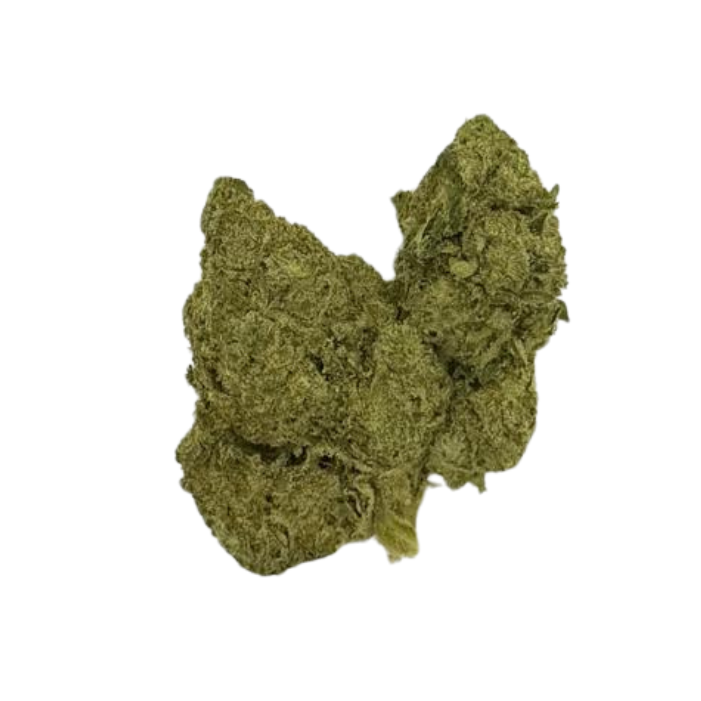 Oreoz (Sativa)