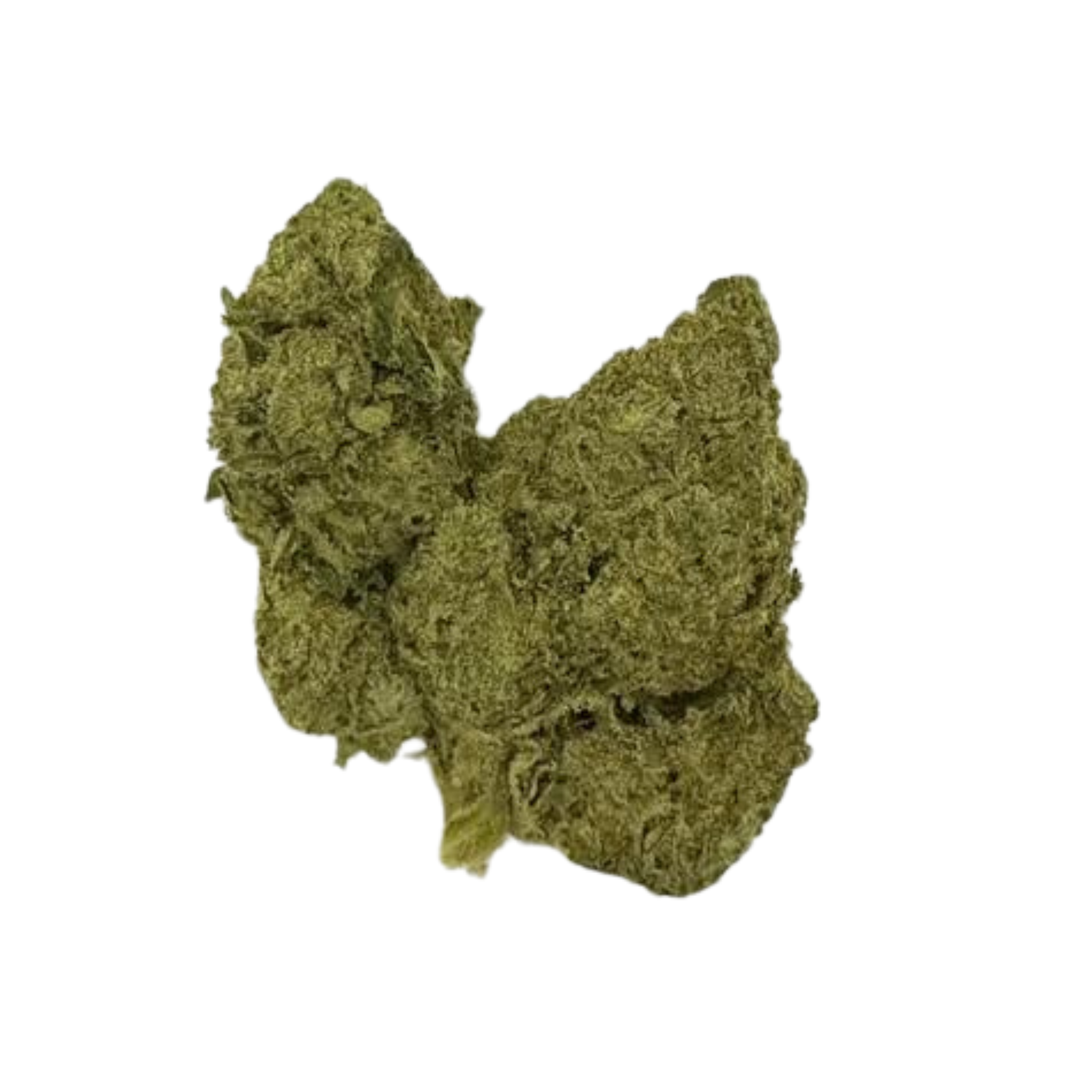 Oreoz (Sativa)