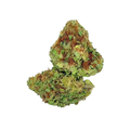 RS-11 (Indica)