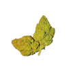 Lemon Guava (Sativa)