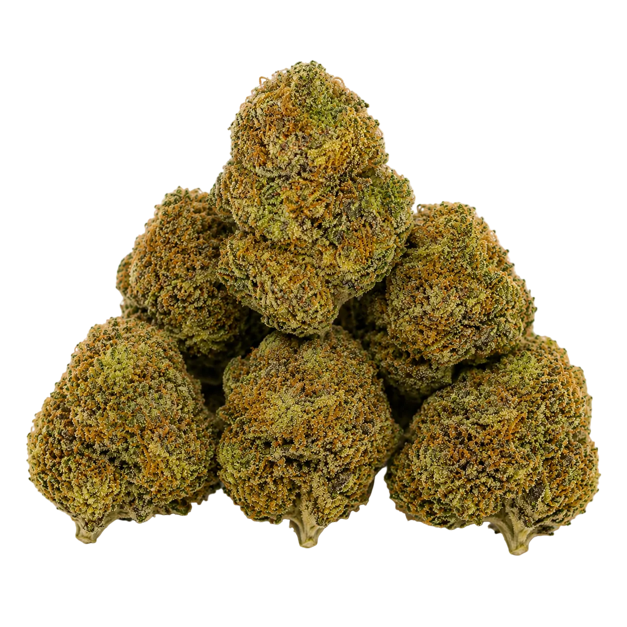 Cheetah Piss (Indica)