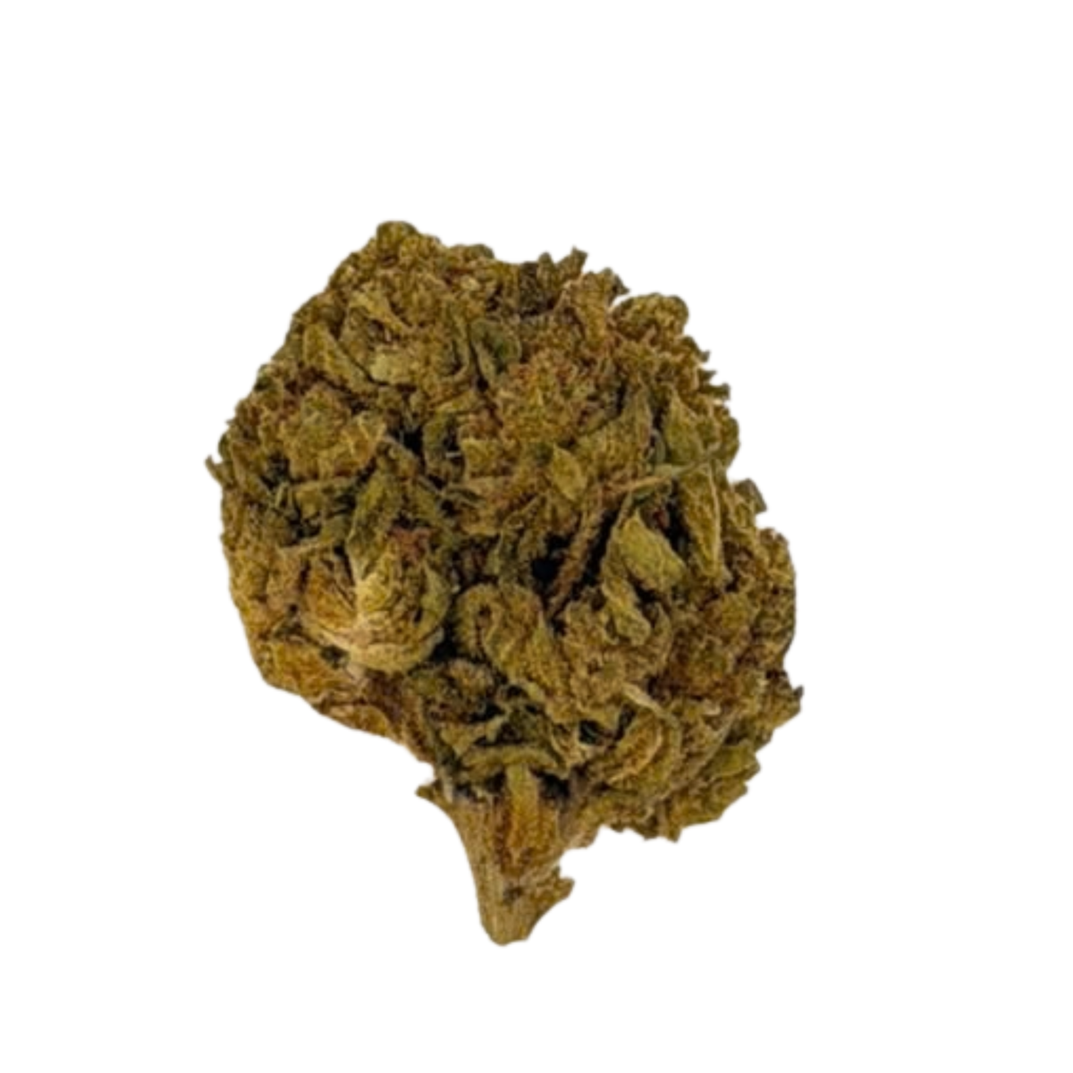 Gelato 44 (Hybrid)
