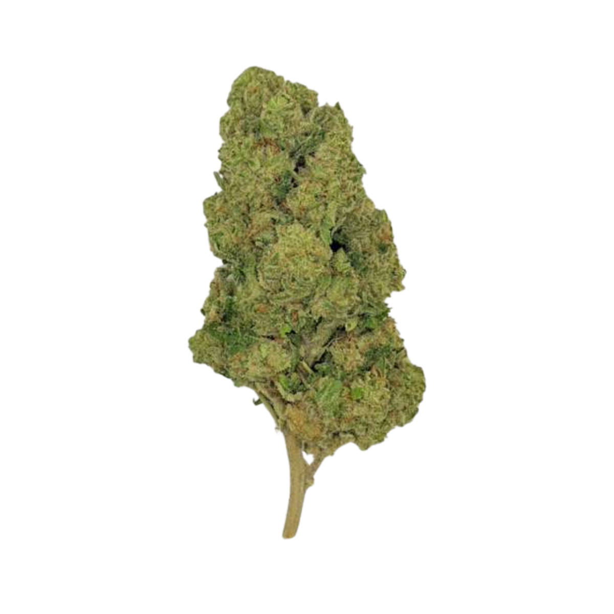 Glitter Bomb (Hybrid)