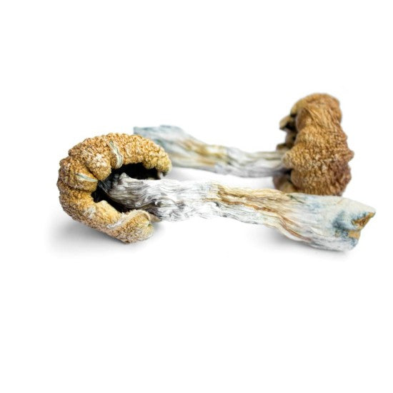 OG Envy mushrooms — supplier image from Sigma Wholesale's Hi On Nature 4g product listing